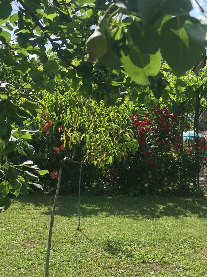 Guesthouse Planinsko Gnezdo Tŭzha Εξωτερικό φωτογραφία